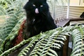 This is my cat Kitty Boo he is the cutest cat in the world. Ka pai Arlo, it is a great action shot of Kitty Boo!